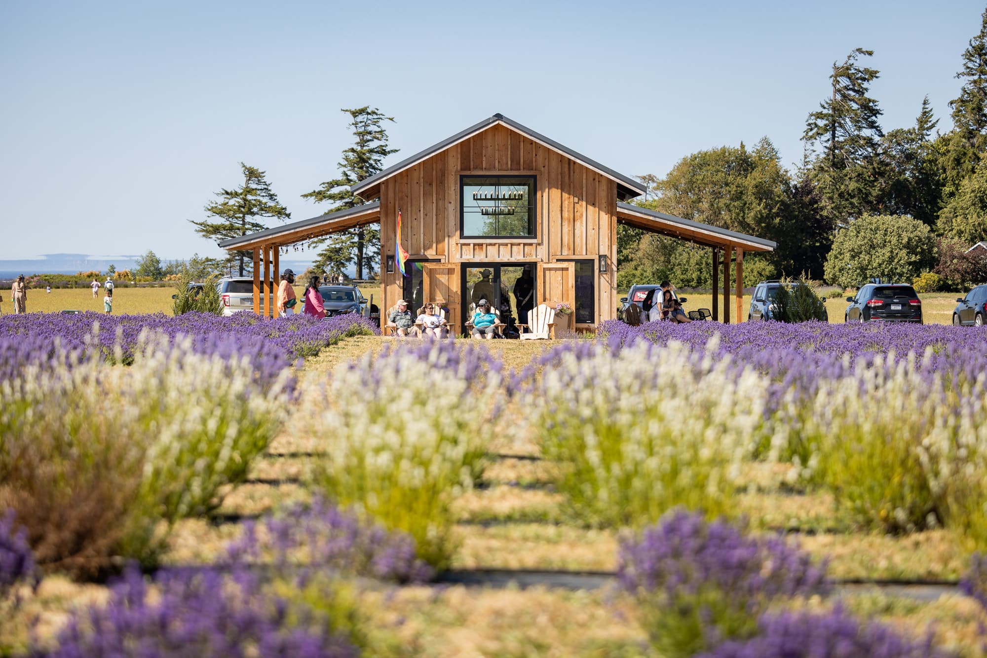 Rows of lavender on the farm with the Olympic Mountains behind