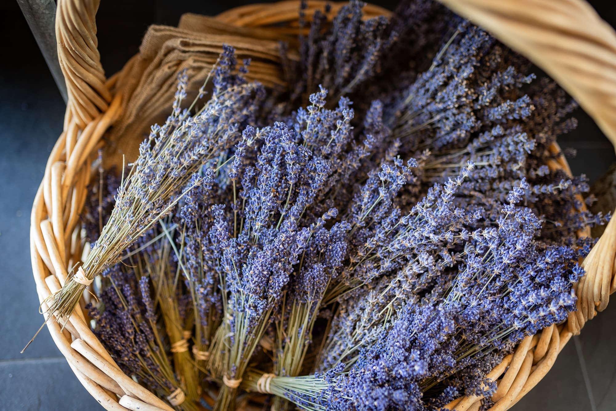 Lavender farm