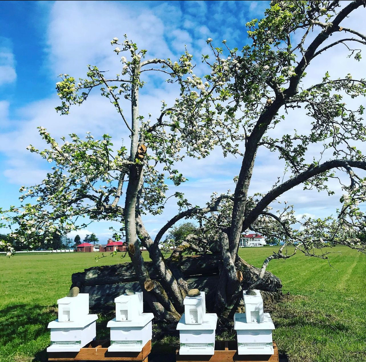 THE APIARY